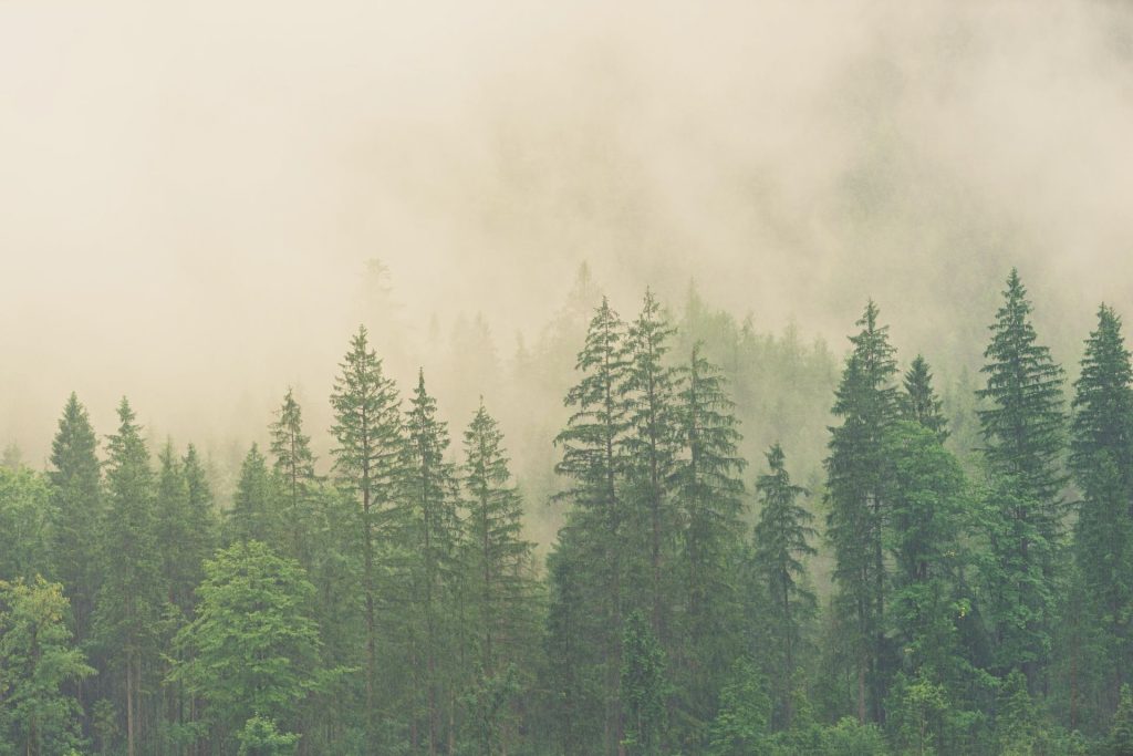 A forest